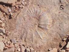 Fossil